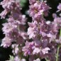 Preview: Sommerrittersporn Misty Lavender (Samen)