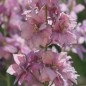 Preview: Sommerrittersporn Misty Lavender (Samen)