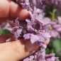 Preview: Sommerrittersporn Misty Lavender (Samen)