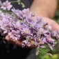Preview: Sommerrittersporn Misty Lavender (Samen)