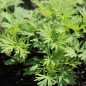 Preview: Sommerrittersporn Misty Lavender (Samen)