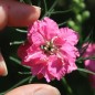 Preview: Sommerrittersporn Salmon Beauty (Samen)