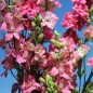 Preview: Sommerrittersporn Salmon Beauty (Samen)