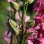 Preview: Sommerrittersporn Salmon Beauty (Samen)