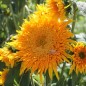Preview: Sonnenblume Astra Gold (Samen)