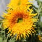 Preview: Sonnenblume Astra Gold (Samen)