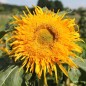 Preview: Sonnenblume Astra Gold (Samen)