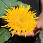 Preview: Sonnenblume Astra Gold (Samen)