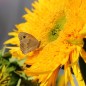 Preview: Sonnenblume Astra Gold (Samen)