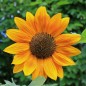 Preview: Sonnenblume Crimson Queen (Samen)