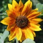 Preview: Sonnenblume Crimson Queen (Samen)