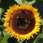Preview: Sonnenblume Maya (Samen)