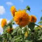 Preview: Neu! Sonnenblume Orange Sun Tall (Samen)