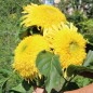 Preview: Neu! Sonnenblume Tall Lemon Sungold (Samen)