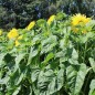 Preview: Neu! Sonnenblume Tall Lemon Sungold (Samen)
