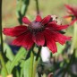 Preview: Sonnenhut Cherry Brandy (Samen)