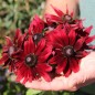 Preview: Sonnenhut Cherry Brandy (Samen)