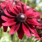 Preview: Sonnenhut Cherry Brandy (Samen)