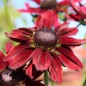 Preview: Sonnenhut Cherry Brandy (Samen)