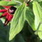 Preview: Sonnenhut Cherry Brandy (Samen)