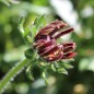 Preview: Sonnenhut Cherry Brandy (Samen)