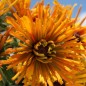 Preview: Neu! Sonnenhut Chim Chiminee (Samen)