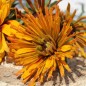 Preview: Neu! Sonnenhut Chim Chiminee (Samen)