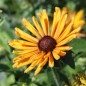 Preview: Neu! Sonnenhut Chim Chiminee (Samen)