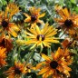 Preview: Neu! Sonnenhut Chim Chiminee (Samen)