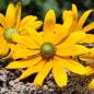 Preview: Sonnenhut Green Eyes (Samen)