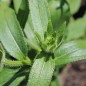 Preview: Sonnenhut Green Eyes (Samen)