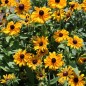 Preview: Sonnenhut Marmelade (Samen)