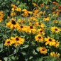 Preview: Sonnenhut Marmelade (Samen)