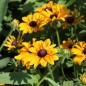 Preview: Sonnenhut Marmelade (Samen)