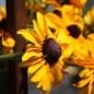 Preview: Sonnenhut Marmelade (Samen)
