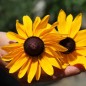 Preview: Sonnenhut Marmelade (Samen)