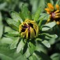Preview: Sonnenhut Marmelade (Samen)