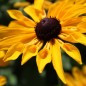Preview: Sonnenhut Marmelade (Samen)