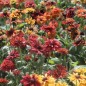 Preview: Sonnenhut Sahara (Samen)