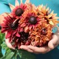 Preview: Sonnenhut Sahara (Samen)