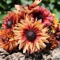 Preview: Sonnenhut Sahara (Samen)