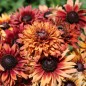 Preview: Sonnenhut Sahara (Samen)