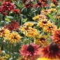 Preview: Sonnenhut Sahara (Samen)