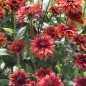 Preview: Sonnenhut Sahara (Samen)