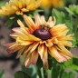 Preview: Sonnenhut Sahara (Samen)