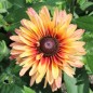 Preview: Sonnenhut Sahara (Samen)