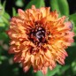 Preview: Sonnenhut Sahara (Samen)