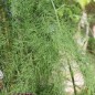 Preview: Spargel Argenteuil (Pflanze)