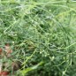 Preview: Spargel Jacquma Poupré (Pflanze)