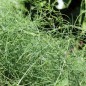 Preview: Spargel Violetto (Samen)